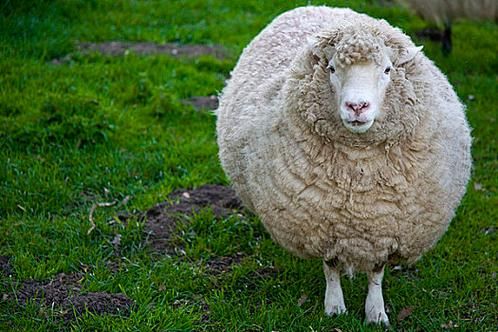 绵羊图片大全_可爱绵羊照片怎么拍