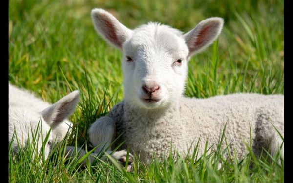 绵羊图片大全_可爱绵羊照片怎么拍