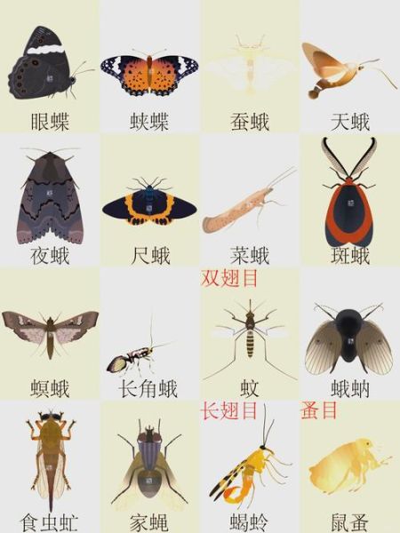 各种虫子图片大全_如何识别常见昆虫