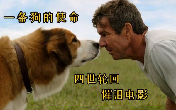 一条狗的使命迅雷下载_一条狗的使命迅雷下载安全吗