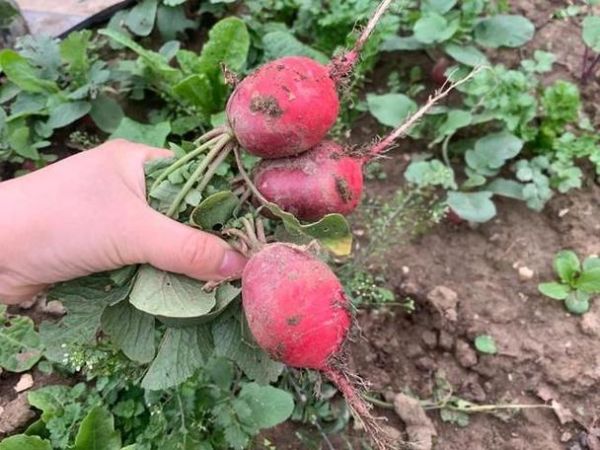 梦到吃萝卜是什么意思_梦见吃萝卜好不好