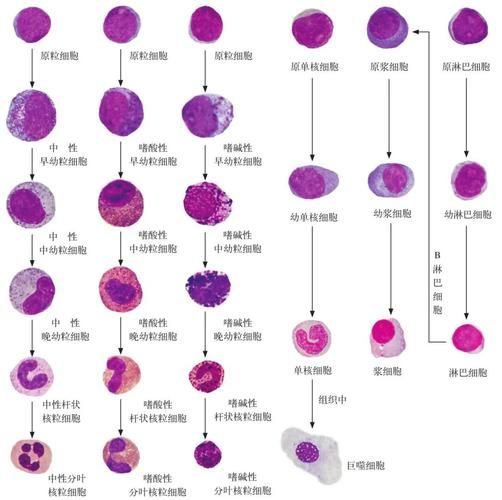 细胞图片大全_如何快速识别细胞类型