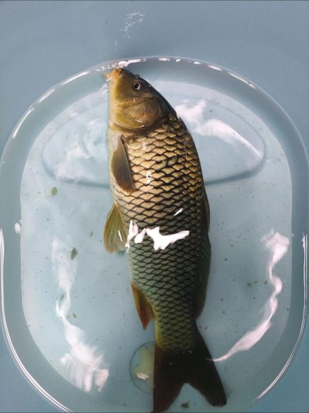 大鱼图片大全_如何挑选高清壁纸