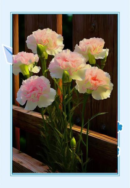 康乃馨图片大全_康乃馨有哪些颜色