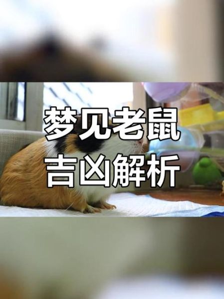 梦到好多老鼠_梦见老鼠是什么意思