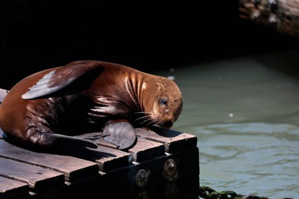 海狮图片大全大图_海狮高清壁纸哪里找