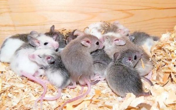 梦到好多老鼠_梦见老鼠是什么意思