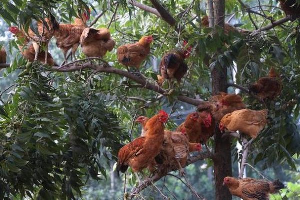 梦到很多鸡是什么意思_梦见鸡成群结队好不好