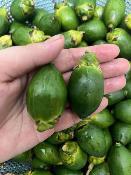 槟榔图片大全_槟榔长什么样