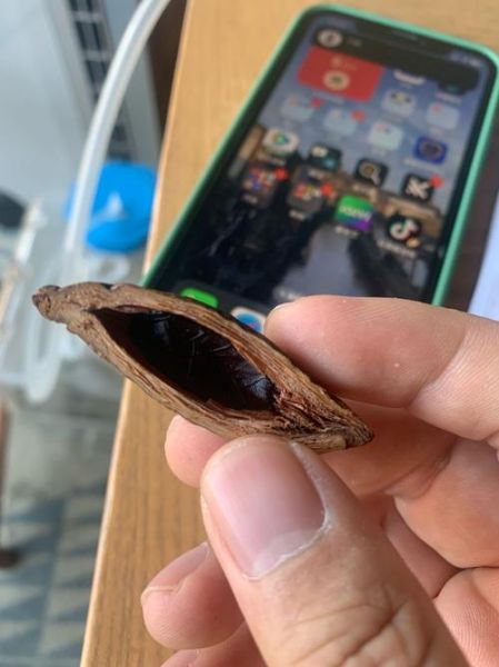 槟榔图片大全_槟榔长什么样