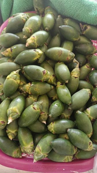 槟榔图片大全_槟榔长什么样