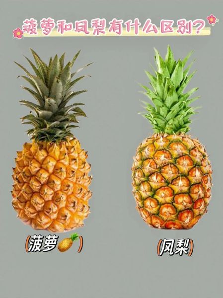 凤梨图片大全_凤梨和菠萝的区别是什么