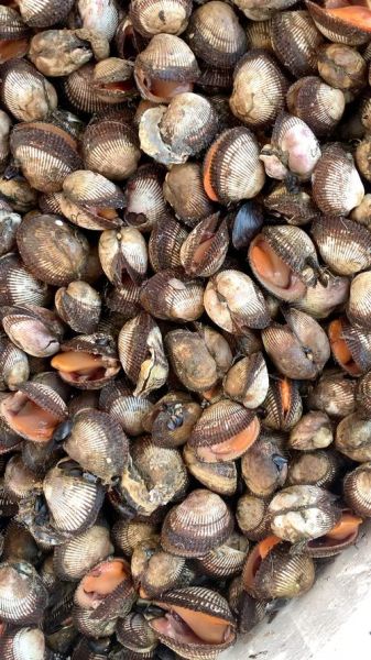 梦到蛤蜊是什么意思_梦见蛤蜊的预兆