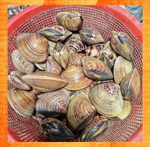 梦到蛤蜊是什么意思_梦见蛤蜊的预兆