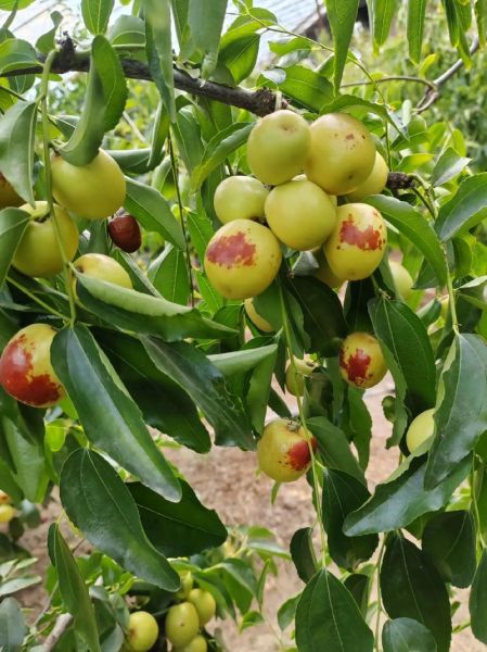 梦到摘枣吃枣是什么意思_梦见吃枣的预兆