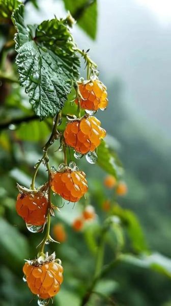 树莓图片大全大图_树莓高清壁纸怎么找