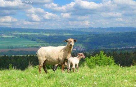 梦到羊生小羊是什么意思_孕妇梦见羊生小羊预示什么