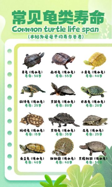 乌龟图片大全_乌龟品种识别方法