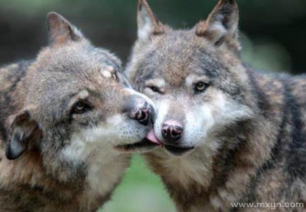 梦到打狼是什么意思_梦见打狼预示什么