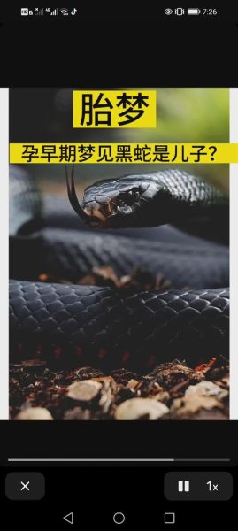 女人梦到黑蛇是什么意思_女人梦见黑蛇是吉是凶