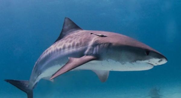 虎沙鱼长什么样_虎沙鱼高清大图哪里找