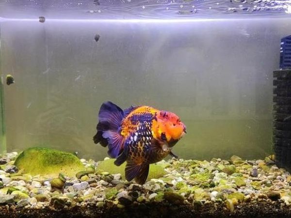 梦到金鱼是什么意思_梦到金鱼是吉兆吗