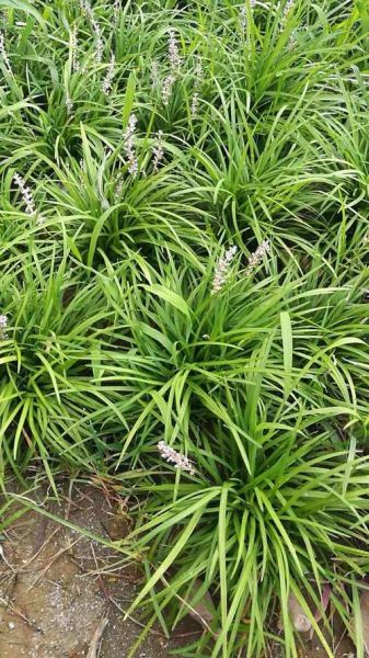 麦冬图片大全大图_如何识别优质品种