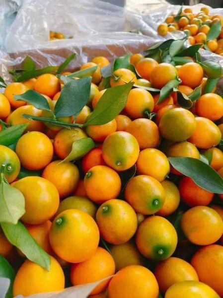 金桔图片大全_金桔高清图怎么拍