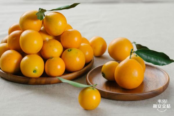 金桔图片大全_金桔高清图怎么拍