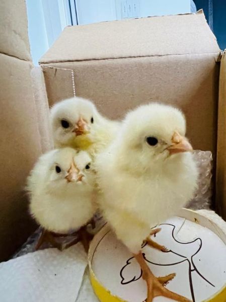 小鸡图片大全可爱_如何挑选萌宠小鸡照片