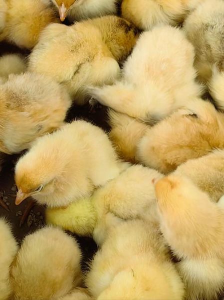 小鸡图片大全可爱_如何挑选萌宠小鸡照片