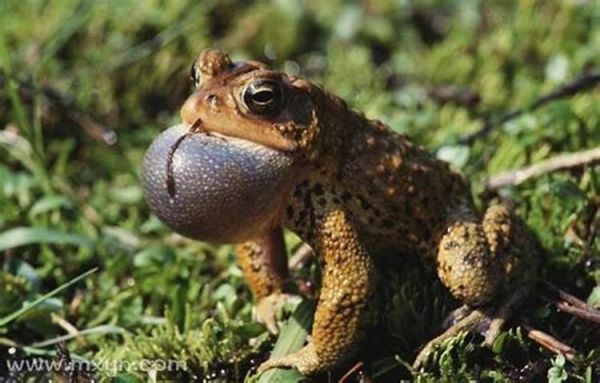 梦到蛤蟆是什么意思_梦见蛤蟆预示什么