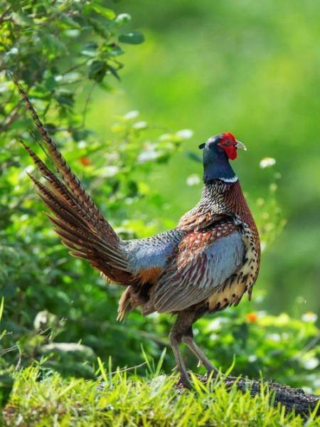 山鸡图片大全_山鸡长什么样