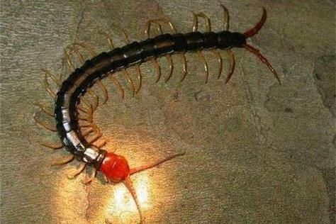 梦到蜈蚣是什么意思_梦见蜈蚣爬身上预示什么