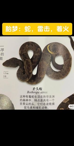 梦到3条蛇是什么意思_梦见三条蛇的预兆