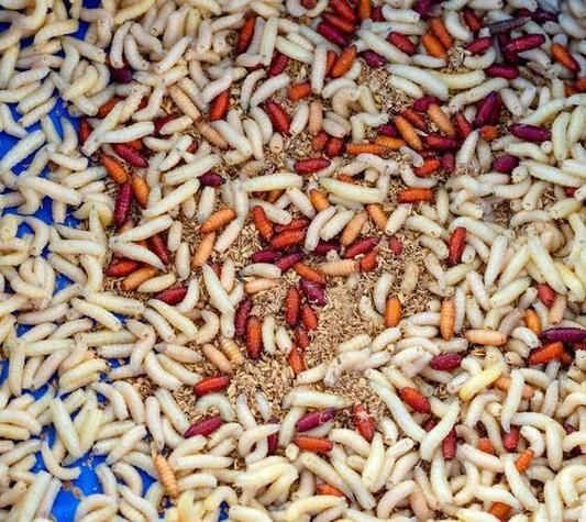 做梦梦到蛆_梦见蛆虫是什么意思