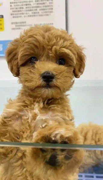 梦到泰迪是什么意思_泰迪犬在梦里代表什么