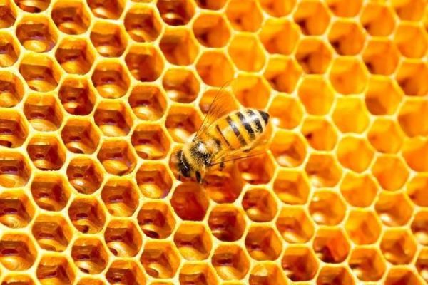 蜂窝图片大全_蜂窝结构有哪些特点