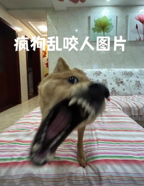 疯狗图片大全_疯狗为什么会咬人