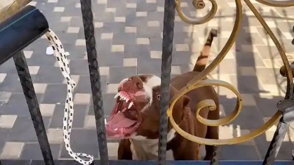 疯狗图片大全_疯狗为什么会咬人