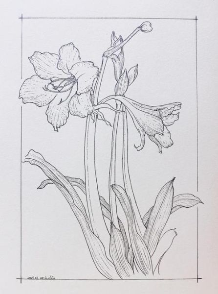 植物画图片大全_初学者如何临摹