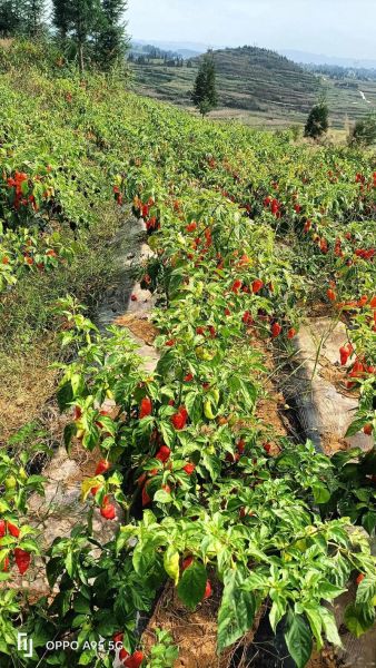 梦到摘辣椒是什么意思_梦到摘辣椒是吉兆吗