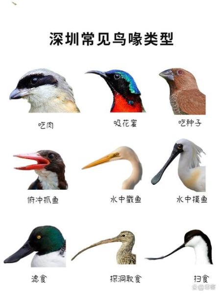 长嘴鸟类大全图片名字_如何快速识别