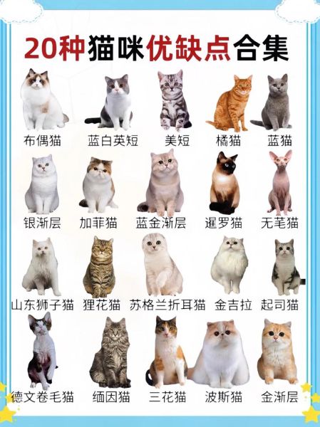 猫咪品种图片大全_如何快速识别常见猫