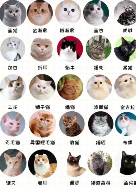 猫咪品种图片大全_如何快速识别常见猫