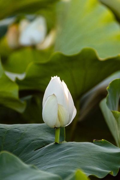 含苞待放迅雷下载_含苞待放迅雷下载安全吗