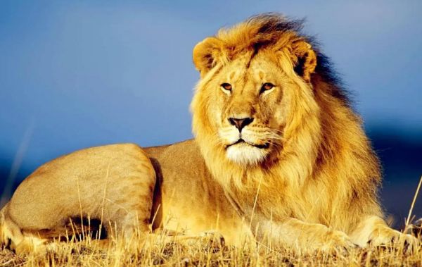 狮子图片大全高清壁纸_狮子真实照片哪里找
