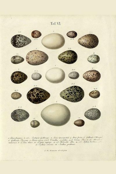 鸟蛋图片大全_如何识别常见鸟蛋