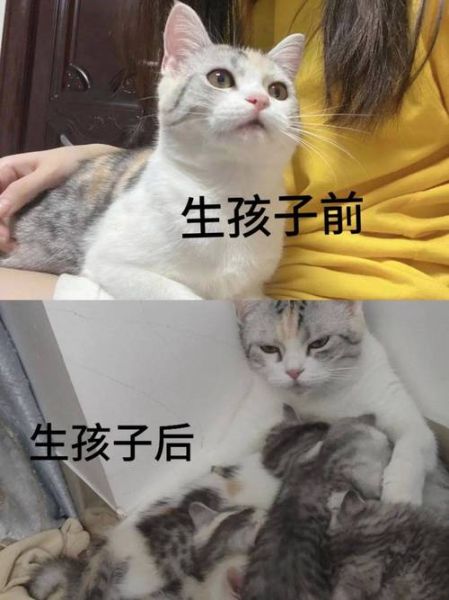 猫生宝宝要多久_母猫怀孕到分娩全过程