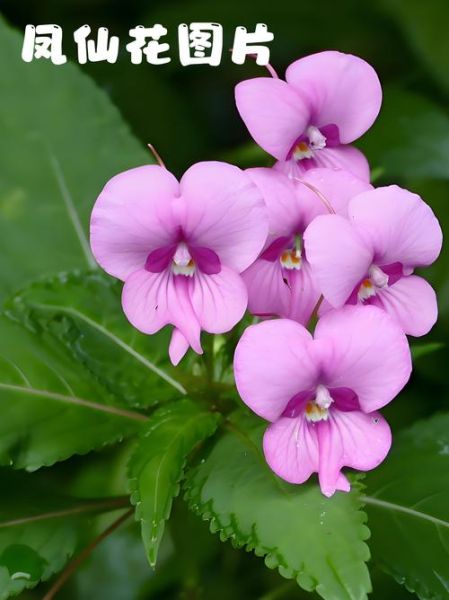 凤仙花图片大全大图_凤仙花高清图鉴